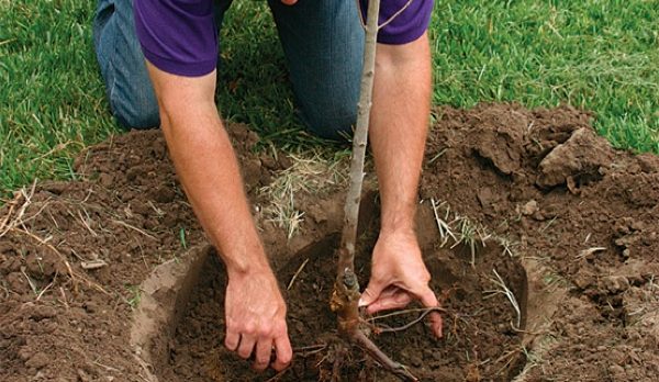  Когато засаждате рапица от сладка череша, ние изправяме корени