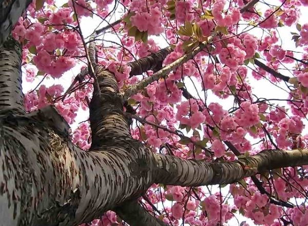  Японска череша Сакура: описателни характеристики на дървото, засаждане, грижи, сортове