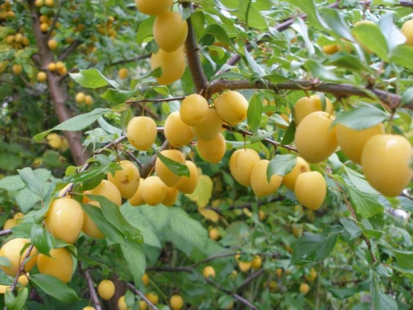  Сортови сливи сутрин samoplodnaya, големи плодове, мразоустойчивост средно