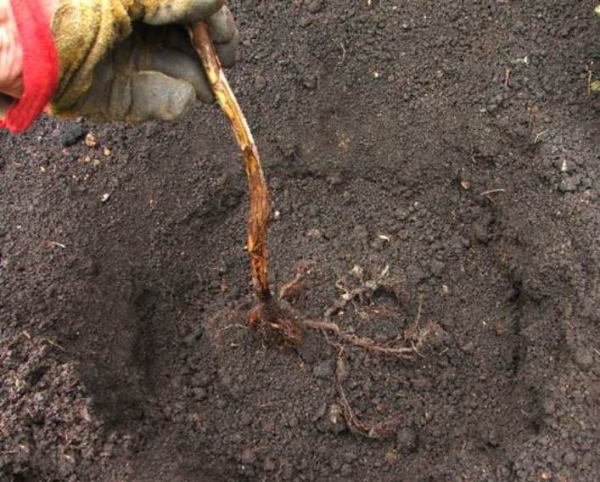  Черните боровинки се засаждат вертикално с корена на цервикса, задълбочаващ се 1,5-3 см, покрит със субстрат и напоен