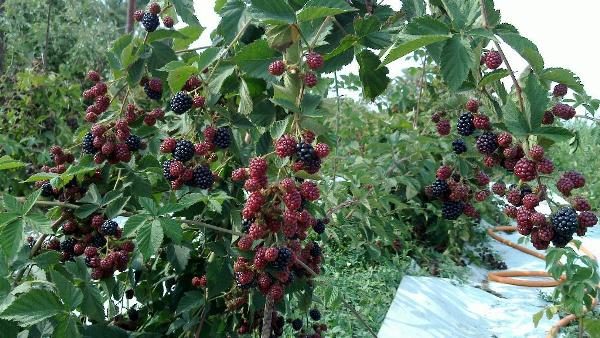  Blackberry Bush с плодове