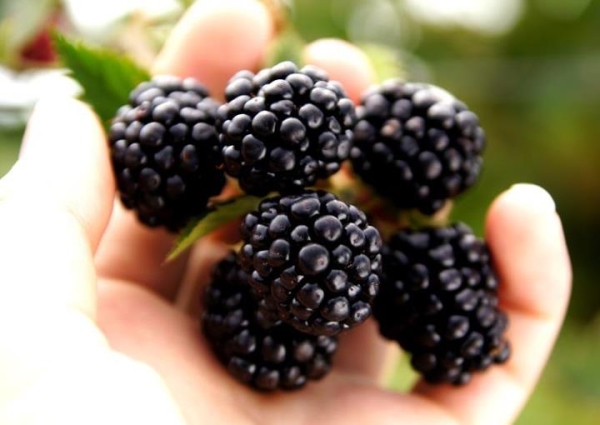  Blackberry има антипиретични, холеретични, антиоксидантни и други свойства.