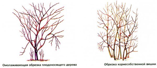  Схема на есенни резитващи череши от различни видове