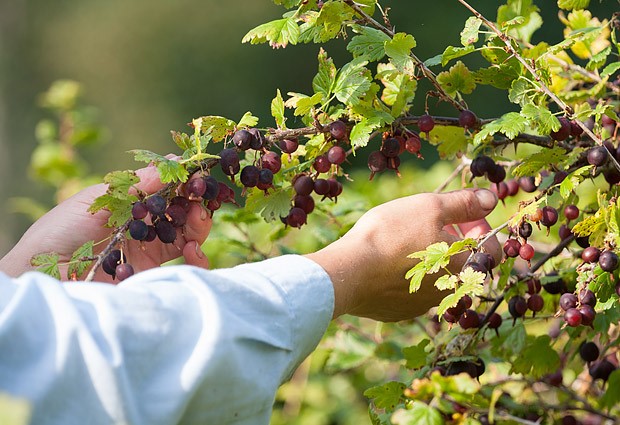  Грижа за цариградско грозде през есента