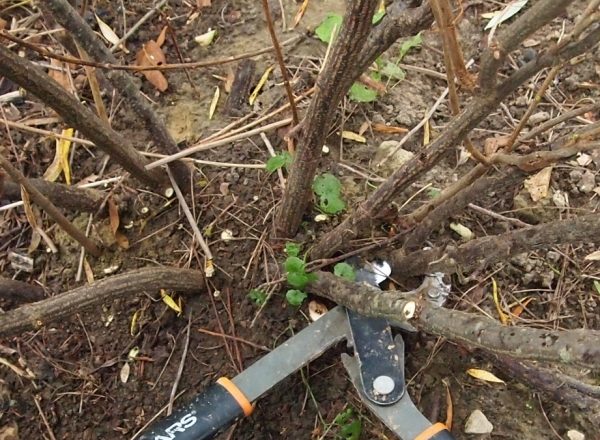  Как да подмладите стария храст от черно и червено френско грозде: подрязване на цели и разходка
