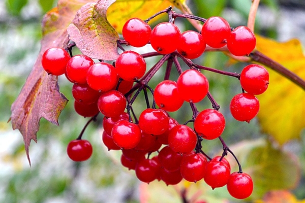  Viburnum плодове съдържат витамин С, микроелементи и киселини, субстанция viburnin