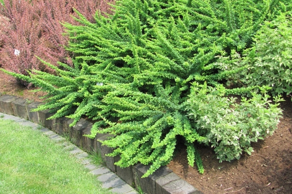 Зелени листни сортове бръшлян Турберг: Коболд, Мария, Ерект, Корник, Зелен килим