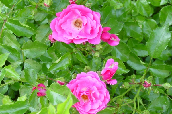  Засаждане на дива роза, грижа за растението, методи за възпроизводство