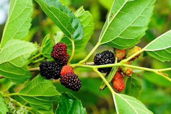  Mulberry: характеристики и полезни свойства на листата и плодовете