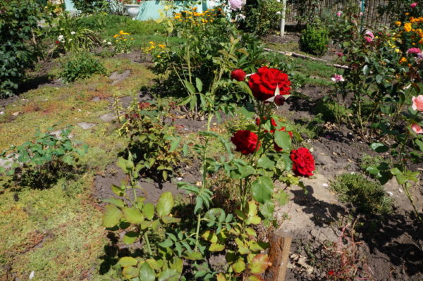  В градината има розов храст