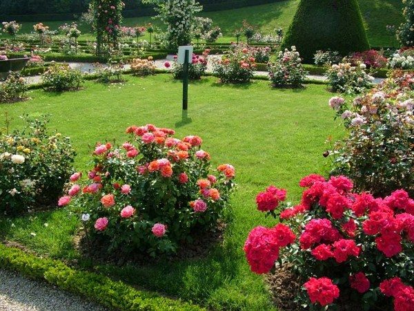  Розовата градина е създадена чрез присаждане на роза на дива роза.