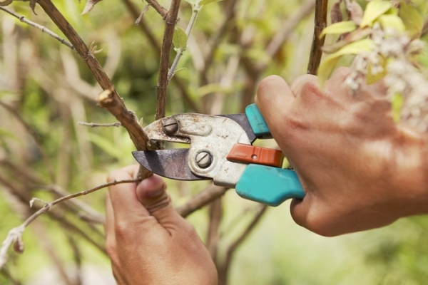  Подрязване на плодовите дървета: защо е необходимо и кога се осъществява?