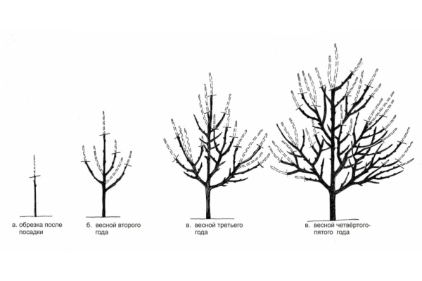 Картонена схема за подрязване в зависимост от годината на живота на дървото