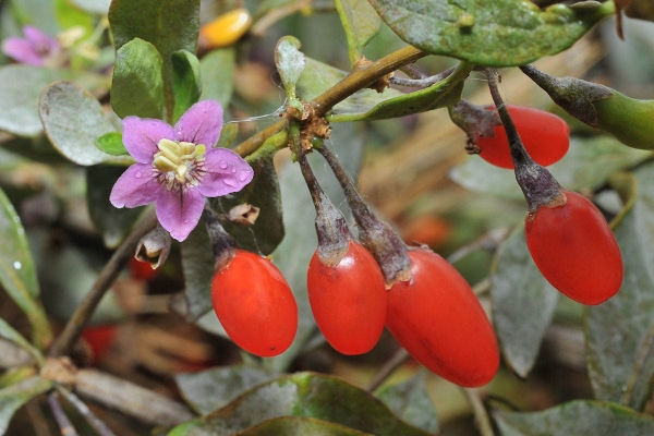  Дереза ​​обикновено принадлежи към семейство Solanaceae, е многогодишен храст