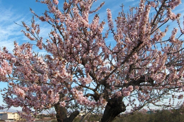  Подробно описание на дървото на бадемите, засаждането и грижите