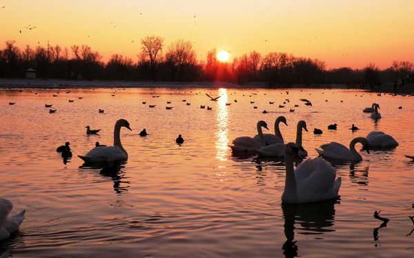  С голям брой птици в езерото - патиците се нуждаят от допълнително хранене