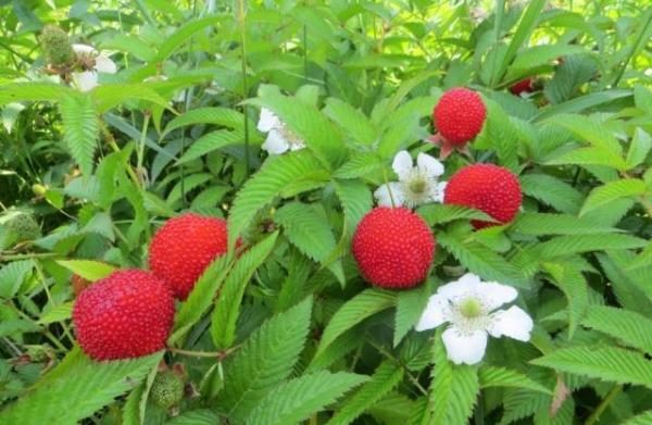  Добивът на хибридни ягоди и малини зависи от почвата