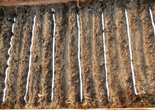  Засаждане на лук с ленти за семена