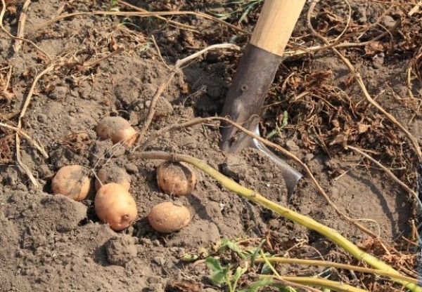  Как да копаете картофи