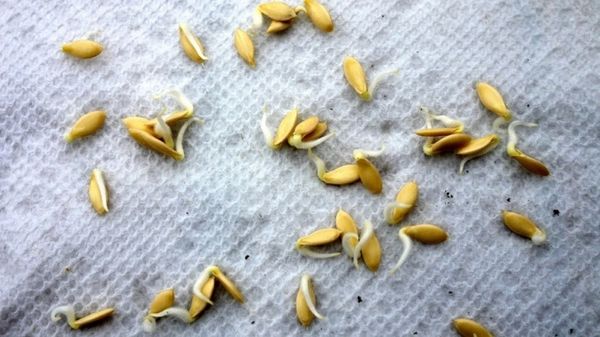  За засаждане април използвайте покълнали семена или разсад