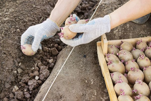  Как да засадите картофи през пролетта
