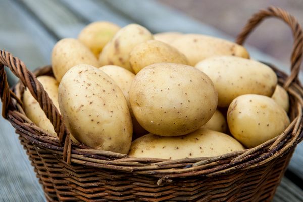  Най-добрите сортове картофи