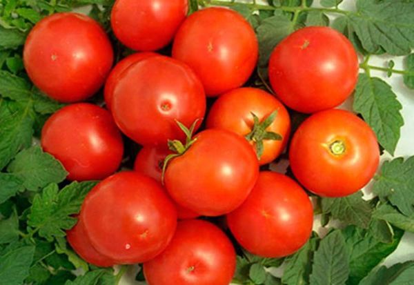  Описание и характеристики на домати Ямал