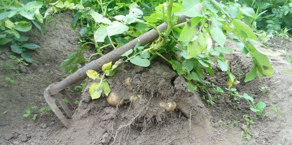 При засаждане на хребети кислород бързо дума за картофени корени