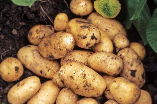  Описание и характеристики на сорта картофи Adretta, съвети за засаждане и грижи