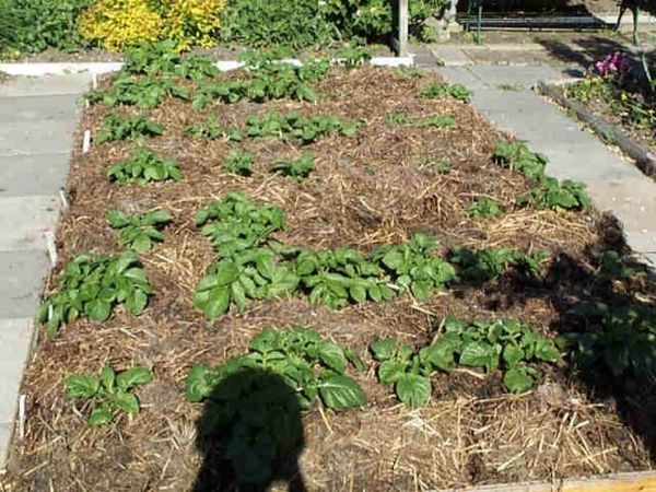  Утаяването на картофени храсти се извършва чрез компост от плевели