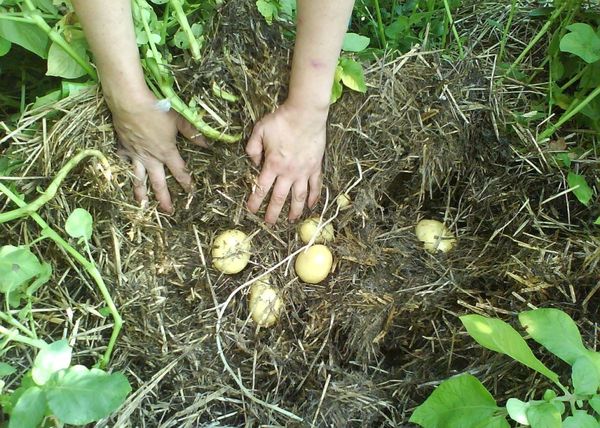 При прибиране на реколтата трябва да преместите компоста, да съберете клубените и да я натиснете обратно