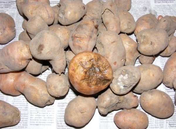  Нематодно увреждане на картофите