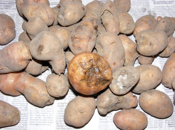  Нематодно увреждане на картофите