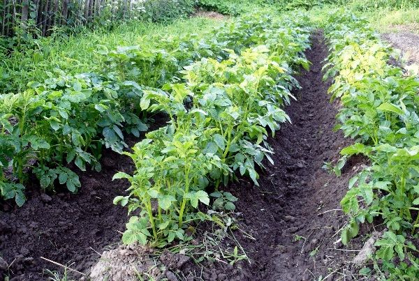  Едногодишното засаждане на картофи на едно и също място допринася за разпространението на вредителя.