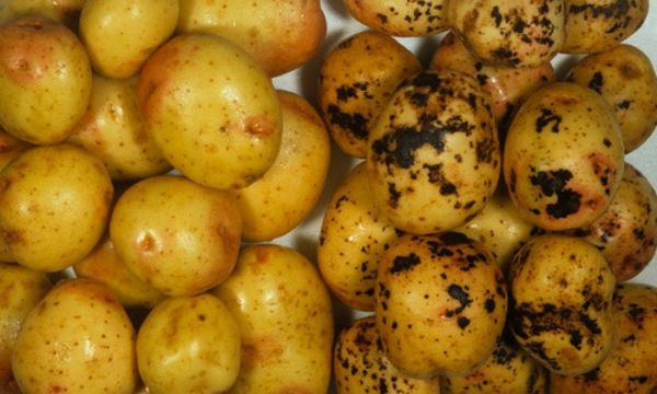  Как да се справим с картофената клечка