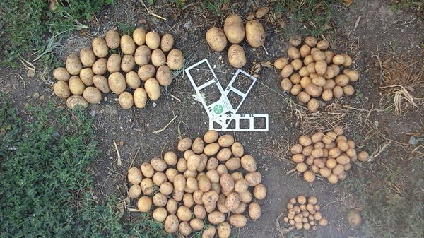  Картофите, засадени без зеле, се нуждаят от повече време за узряване