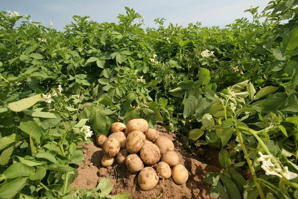  Помага за защита на картофите за целия сезон - от засаждане до реколта