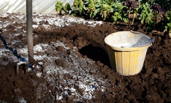  При повишена киселинност е необходимо да се вали почвата преди засаждане на зелен тор.