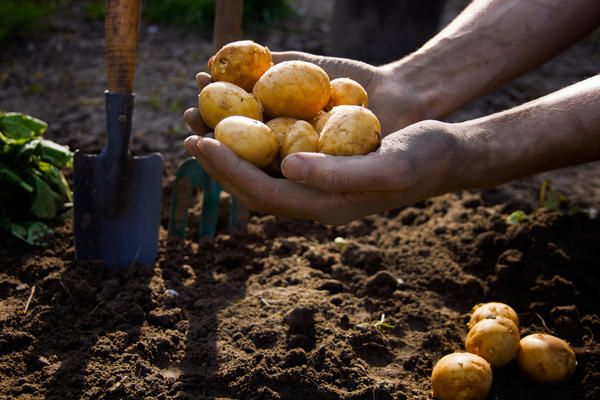  Условия за засаждане на картофи