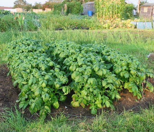  След 1-2 години засаждане на картофи на едно място, реколтата започва да се свива