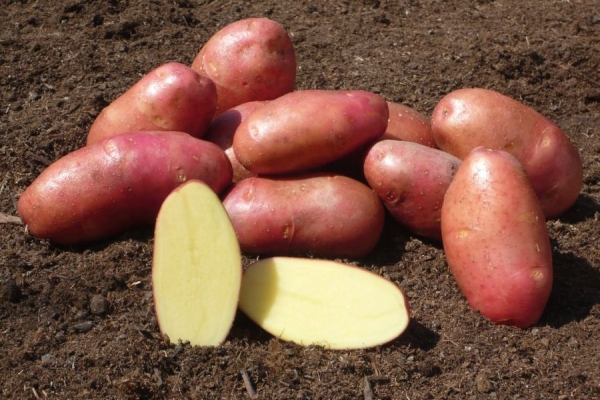  Описание и характеристики на сортовете картофи Red Fantasy, засаждане и грижи