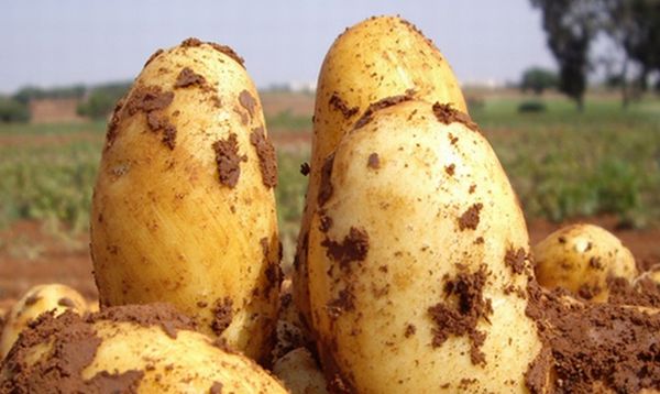  Описание на картофените сортове Uladar