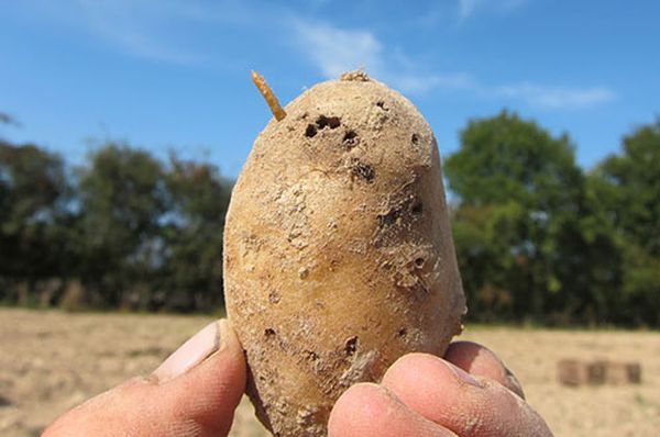  Картофени вредители и контрол