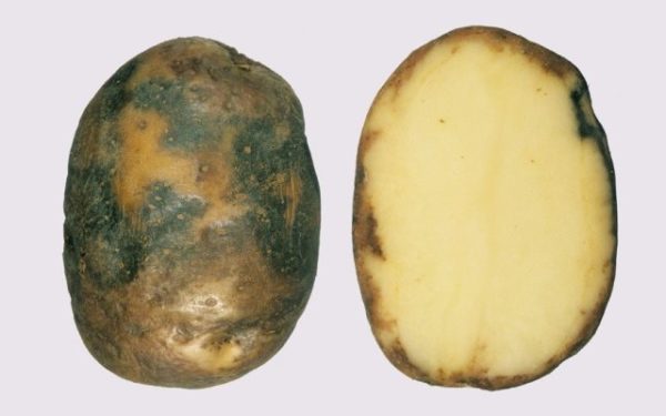  Картофено грудка от бозайници