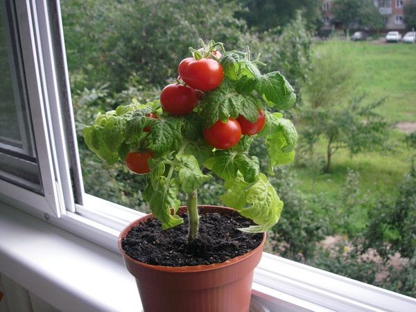  Боринова киселина е особено полезен домашно отглеждан домати