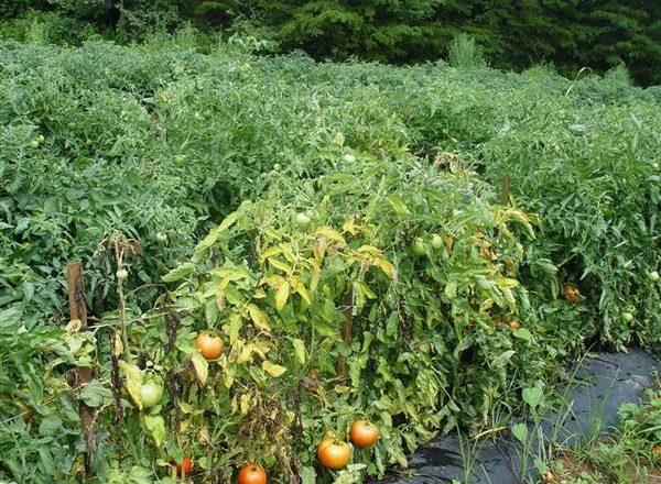  Fusarium увяхващ домат