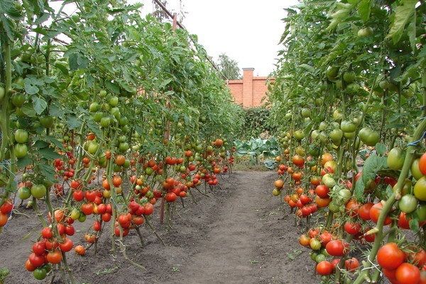  Високи домати за открита земя