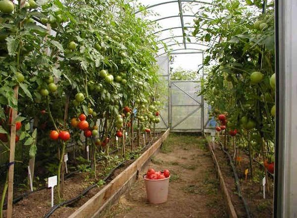  Сортове оранжерийни домати