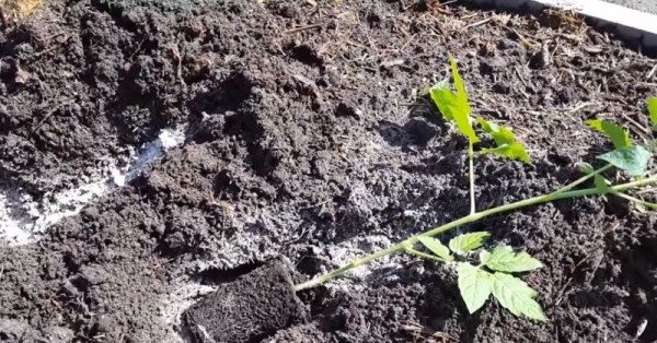  Отглеждане на домати по метода на Маслов е необходимо да се поставят разсадите в жлебовете, така че кореновата система да е насочена на юг, а върховете на храсталака на север