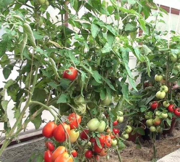  Отглеждане на домати в Maslov изключва растенията pasynkovanie